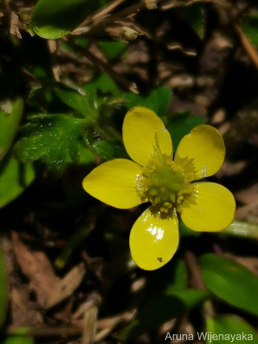 Ranunculus wallichianus Wight & Arn.